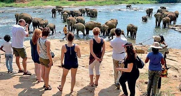 Tour Guide Sri Lanka Elephats